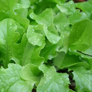 Lettuce-Green-Salad-Bowl-99641_large